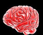 大脑与脑血管模型