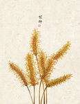 中式民俗 二十四节气 芒种