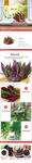 生鲜天葵蔬菜详情创意海报设计