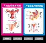 男性女性生殖系统解剖图