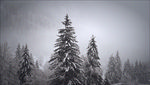 下雪圣诞松树圣诞树落雪