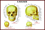 大脑头颅骨骼结构图头颅穴位图