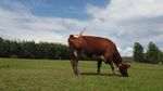 拉市海草原上吃草的一只牛，高清