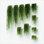墙上的装饰绿色植物