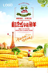 玉米蔬菜海报