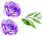 水彩紫色玫瑰