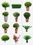 园林绿化带植物