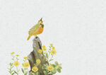 在石头上叫的鸟花卉插画11