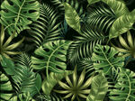 热带雨林绿植
