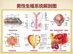 男性生殖系統(tǒng)解刨圖