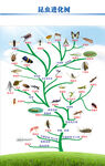 昆虫进化树