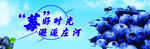 藍(lán)莓 藍(lán)莓節(jié)