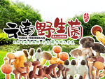 野生菌廣告  