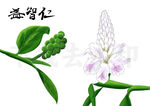 益智仁植物圖示