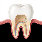 牙齒內(nèi)部結(jié)構(gòu)解剖圖