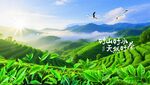山間茶園美景