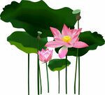 免扣荷花