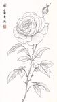 白描月季花圖