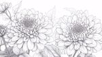 菊花線稿插畫