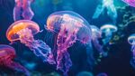 夢幻水母在水中優雅游動