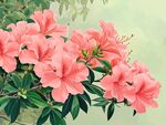 嬌艷盛開的粉色杜鵑花