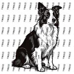 黑白邊牧坐立圖