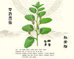 中藥材補(bǔ)骨脂