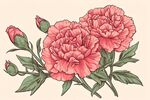 手繪粉色芍藥花插畫