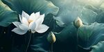 夢(mèng)幻白蓮綻于翠綠蓮葉間