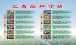 紅薯品種詳情介紹