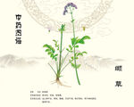 中藥材纈草