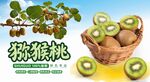 獼猴桃