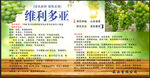 維利多亞產(chǎn)品宣傳頁