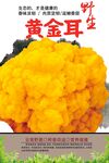 黃金耳