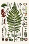 復(fù)古蕨類(lèi)植物標(biāo)本插畫(huà)