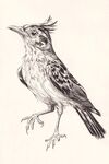 素描小鳥(niǎo) 獨(dú)特羽冠與姿態(tài)