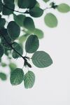 翠綠葉片特寫 清新自然美