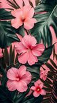 粉色扶桑花與綠葉背景圖