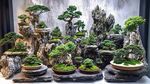 盆景藝術(shù)景觀 盡顯自然之美