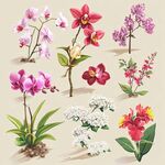 多彩花卉插畫集合