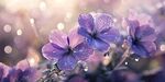 帶露紫花 夢(mèng)幻自然景致
