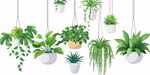 懸掛綠植盆栽組合插畫