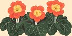 三朵橙紅報(bào)春花插畫(huà)