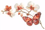 蝴蝶伴蘭花插畫