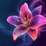 夢幻炫彩百合花綻放