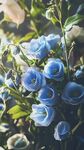 夢幻藍(lán)花綻放于綠意間