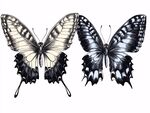 黑白雙蝶插畫(huà)
