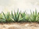 翠綠蘆薈植株生機盎然