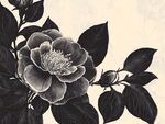 黑白花卉插畫中的雅致牡丹