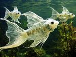 透明金魚水中優(yōu)雅游弋